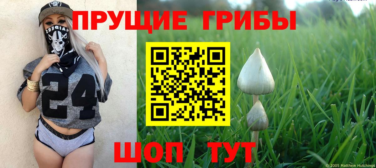 Галлюциногенные грибы Psilocybine cubensis Искитим